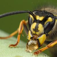 Common Wasp 